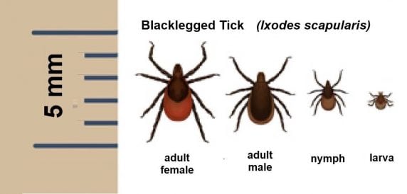 Lyme Disease Ticks