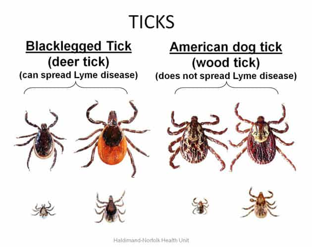 American Dog Tick vs. Blacklegged Tick